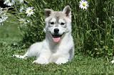 SIBERIAN HUSKY 371